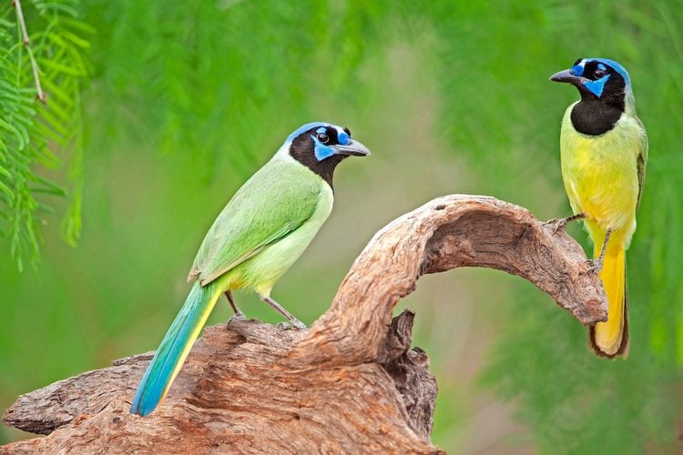 Green-Jays-2_1837_Read.jpg