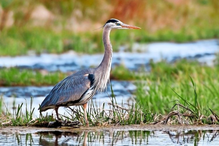 Great-Blue-Heron-G29_2011_151_Original.jpg
