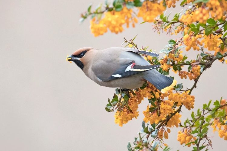 Bohemian-Waxwing-M8W2G3.jpg